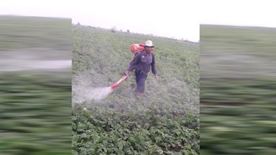 خسائر فادحة لمزارعى الدقهلية بسبب التغيرات المناخية