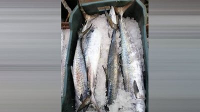 الأسماك تلحق باللحوم والدواجن في أرتفاع الأسعار بـ أسواق الدقهلية