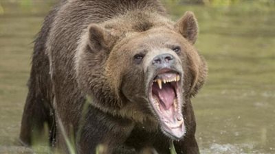 دب يقتحم منزلًا ويحبس أسرة ويتناول الكعك (شاهد)