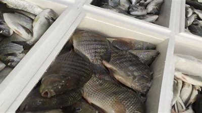ارتفاع جنوني في أسعار الأسماك بـدمياط