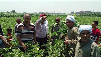 ندوة ارشادية عن محصول القطن صنف جيزة 94 بالشرقية