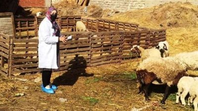 الترصد الوبائي لـ 395 قرية و43 سوق بالشرقية