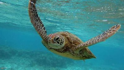 إعادة سلحفاة إلى مياه البحر بعد إنقاذها من الشباك بمرسى علم