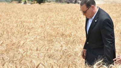 محافظ الشرقية: توريد 86 طن قمح اليوم للصوامع والشون