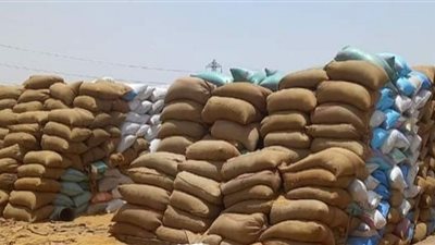 استلام 230 ألف و258 طن قمح بالصوامع ببني سويف