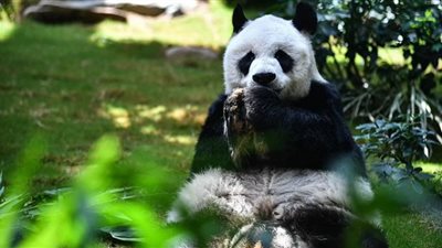 وفاة أكبر معمر للباندا