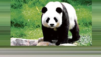 القتل الرحيم يُنهي معاناة الباندا الأكبر سنًا في العالم