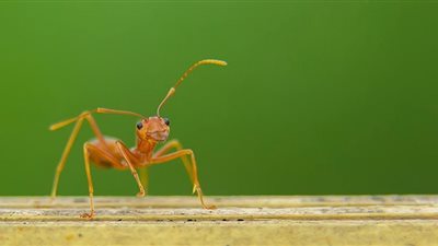 مفاجأة.. النمل يحمي من الإصابة بمرض قاتل عن طريق حاسة الشم