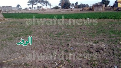 المحاصيل الزراعية بالبحيرة 