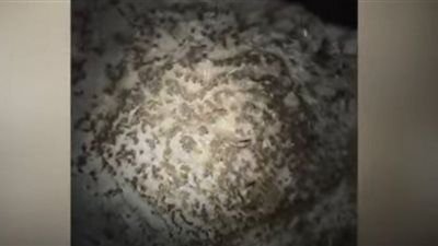 كهف الخفافيش بسلطنة عُمان (شاهد)