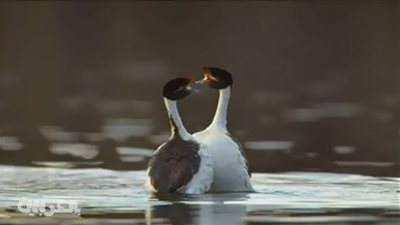 طقوس مواعدة غريبة بين طيور نادرة.. (شاهد)