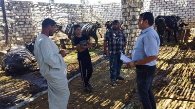 لجان بيطرية للتأمين على الماشية بقرى مركز الفيوم