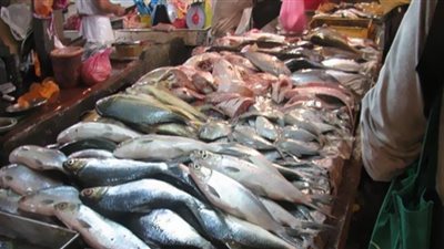 أسعار الأسماك في استقرار.. الكل هيأكل