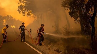 المغرب يعلن برنامجا لإعادة تشجير 9 آلاف هكتار