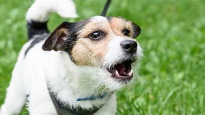 شخصان يختطفان مواطنا ويحتجزانه في شقة بالمعصرة بسبب 