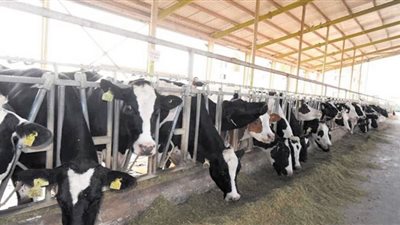 الثروة الحيوانية أمل مصر لتحقيق الأمن الغذائى