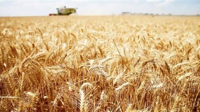 روسيا تستأنف تدريجياً صادرات القمح من موانئها على البحر الأسود