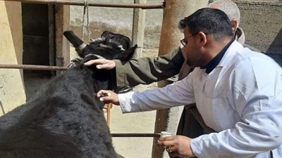 تحصين 114 ألف رأس ماشية للوقاية من الحمى القلاعية ببني سويف