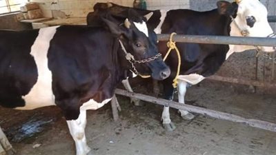 تحصين 27 ألف رأس ماشية ضد الحمى القلاعية ببني سويف