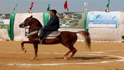 غدًا.. إنطلاق فاعليات مهرجان الشرقية للخيول العربية في دورته الـ 26 ببلبيس
