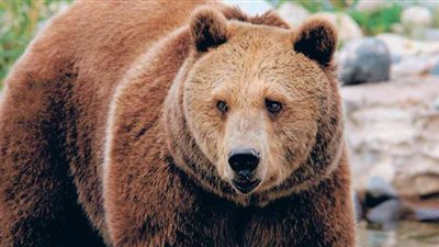 علماء يستخرجون مضادًا حيويًا من فم الدب