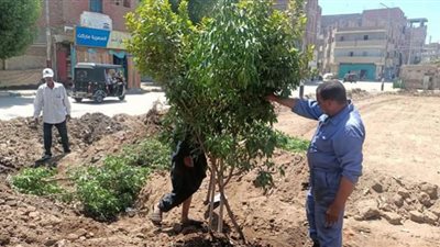 زراعة 70 شجرة بمنطقة الصعايدة وطريق مصر أسوان بدشنا