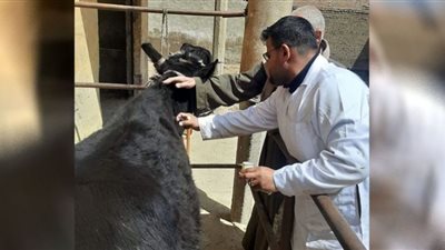 تحصين 58 ألف رأس ماشية في بني سويف ضد أمراض الحمى القلاعية