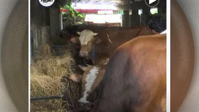 الحمى القلاعية.. الرعب يجتاح العالم (شاهد)