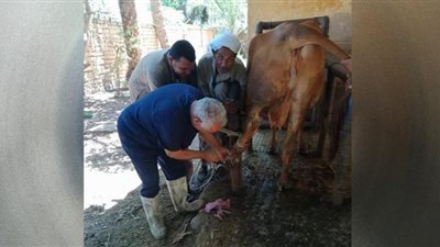 تحصين 31 ألف رأس ماشية ضد الوادي المتصدع والقلاعية ببني سويف