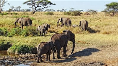 طفل ينجو بحياته بعد ضياعه لـ6 أيام بمحمية طبيعية