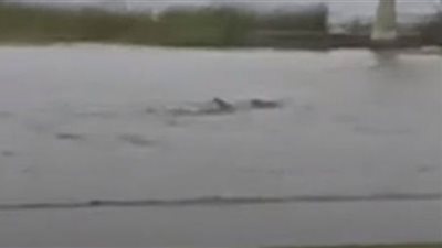 سمكة قرش تسبح في شوارع فلويدا بسبب إعصار إيان (شاهد)