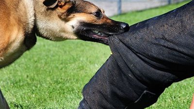 الكلاب المسعورة.. أعداد بالملايين تهدد حياة المصريين