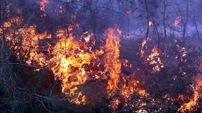 إخماد 15 حريقًا بغابات تونس في أسبوع