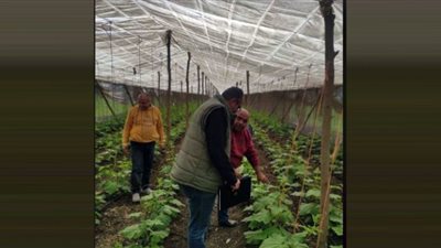 لجان مكثفة من الزراعة لمتابعة محصول الفراولة