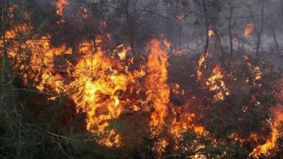إدارة الغابات بتونس: إخماد 15 حريقًا في أسبوع