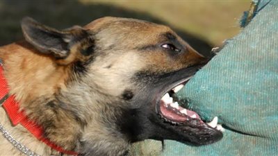 الكلاب المسعورة تهدد المصريين.. والرفق بالحيوان لا تقتلوهم| أين الحل