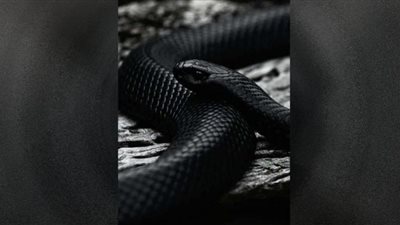 أفعى تقتل 3 أفراد من عائلة واحدة بهجوم شرس