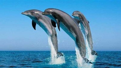 أنواع جديدة من الثديات البحرية تنضم لخطر الانقراض