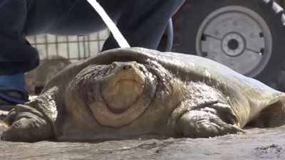 شاهد| إنقاذ سلحفاة بعد معاناتها بسبب موجة الحر