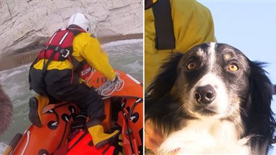 إعصار إيان.. طائرات أمريكا تهب لنجدة كلب من الغرق (شاهد)