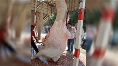 الشرقية: حملات مفاجئة على محال الجزارة بمشتول السوق