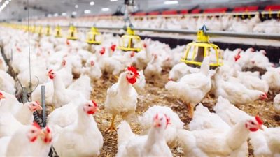 الزراعة تبذل كل جهد لدعم منتجي الدواجن.. أعلاف جديدة فى الطريق