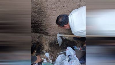 زراعة الشرقية تكافح الإصابات بالنمل الأبيض