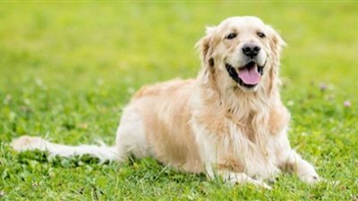 الكلاب تستطيع تمييز رائحة المرهقين والمتوترين