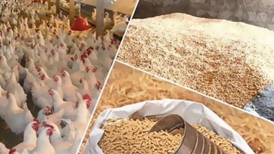 وعود بالإفراج عن شحنات الأعلاف المحتجزة بالجمارك