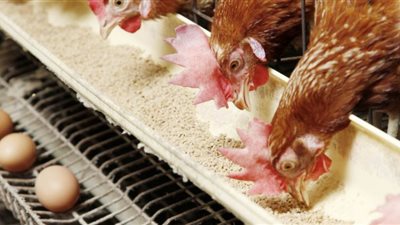 شعبة الدواجن تكشف سر لحل أزمة ارتفاع أسعار الأعلاف