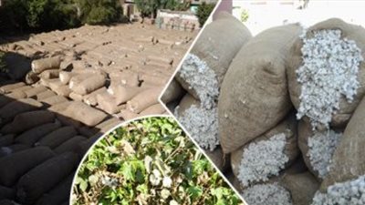 المنظومة الجديدة لتسويق القطن تحقق مردودًا اقتصاديًا كبيرًا للمزارعين