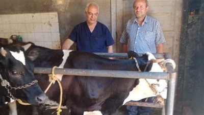 تحصين 34 ألف من الثروة الحيوانية ضد أمراض الحمى القلاعية ببني سويف