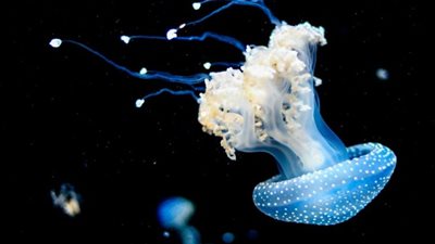 علماء يكتشفون 30 نوع كائن حي جديد في قاع المحيط