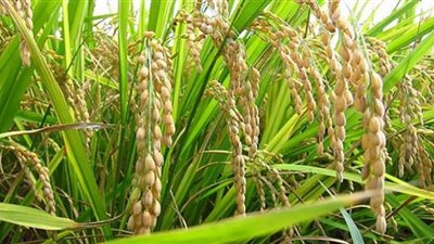 التموين تشدد على توريد 25% من إنتاج الفدان للأرز